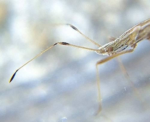 Berytinus hirticornis